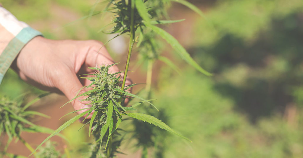 andorra definira modelo cultivo y procesamiento de cannabis medicinal soc