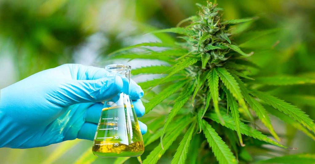 programa e investigación y desarrollo en cannabis soc