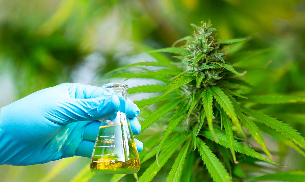 programa e investigación y desarrollo en cannabis
