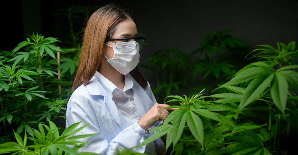 cuenta atrás para legalización del cannabis medicinal soc