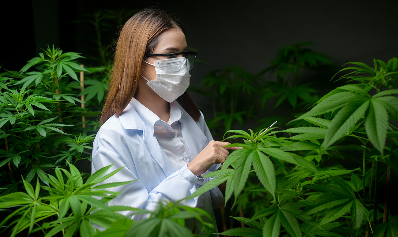 cuenta atrás para legalización del cannabis medicinal